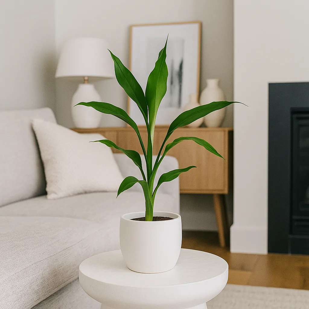 Bambu da Sorte em um vaso minimalista, decorando uma mesa de centro na sala de estar